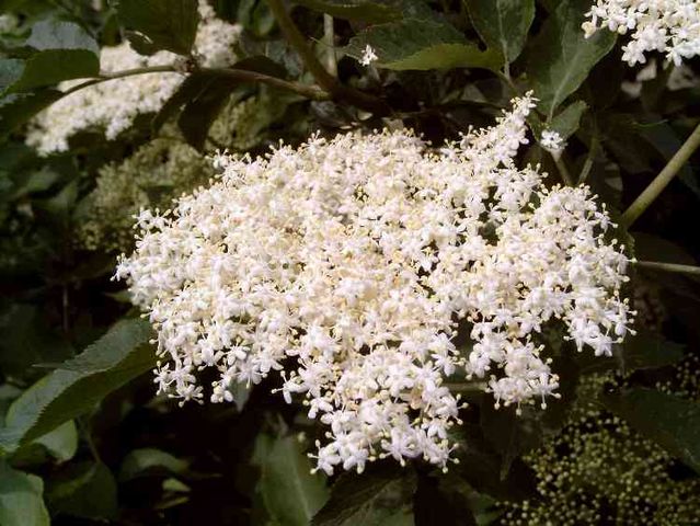 Sambucus nigra